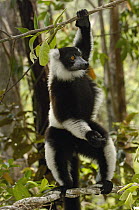 Black and White Ruffed Lemur (Varecia variegata variegata) in rainforest near Mantadia National Park, endangered, Madagascar