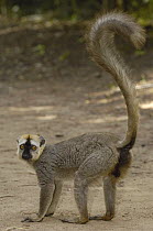 Red-fronted Brown Lemur (Eulemur fulvus rufus) male portrait, Berenty Reserve, southern Madagascar