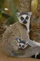 Ring-tailed Lemur (Lemur catta) mother and baby, vulnerable, Berenty Reserve, southern Madagascar