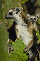 Ring-tailed Lemur (Lemur catta) female feeding on cactus with baby clinging to back, vulnerable, Berenty Reserve, southern Madagascar