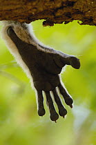 Ring-tailed Lemur (Lemur catta) paw, Berenty Reserve, southern Madagascar