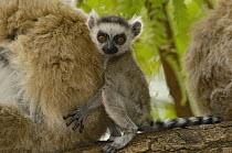 Ring-tailed Lemur (Lemur catta) baby clinging to mother, vulnerable, Berenty Reserve, southern Madagascar
