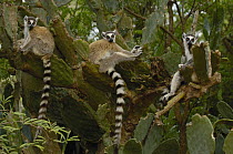 Ring-tailed Lemur (Lemur catta) trio resting in large cactus, vulnerable, Berenty Reserve, southern Madagascar