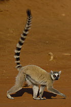 Ring-tailed Lemur (Lemur catta) walking across open ground, vulnerable, Berenty Reserve, southern Madagascar