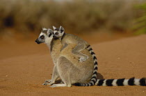 Ring-tailed Lemur (Lemur catta) mother with baby clinging to her back, vulnerable, Berenty Reserve, southern Madagascar
