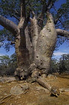 Fony Baobab (Adansonia rubrostipa) tree and Radiated Tortoise (Geochelone radiata) endangered, Tsimanampetsotsa Lake region, Madagascar
