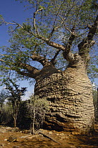 Fony Baobab (Adansonia rubrostipa) tree and Radiated Tortoise (Geochelone radiata) endangered, Tsimanampetsotsa Lake region, Madagascar