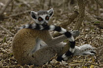 Ring-tailed Lemur (Lemur catta) sitting on forest floor, vulnerable, Beza Mahafaly Special Reserve, southwestern Madagascar