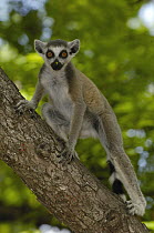 Ring-tailed Lemur (Lemur catta) portrait, vulnerable, Beza Mahafaly Special Reserve, southwestern Madagascar