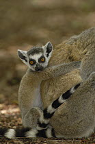 Ring-tailed Lemur (Lemur catta) baby clinging to its mother's back, vulnerable, Beza Mahafaly Special Reserve, southwestern Madagascar