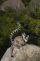 Ring-tailed Lemur (Lemur catta) mother and young, vulnerable, near Andringitra Mountains, south central Madagascar