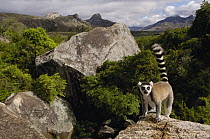 Ring-tailed Lemur (Lemur catta) portrait, vulnerable, overlooking the Andringitra Mountains, south central Madagascar