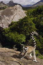 Ring-tailed Lemur (Lemur catta) portrait overlooking the Andringitra Mountains, vulnerable, south central Madagascar
