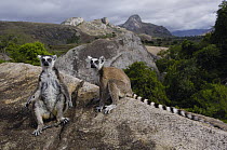 Ring-tailed Lemur (Lemur catta) pair overlooking the Andringitra Mountains, vulnerable, south central Madagascar