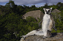 Ring-tailed Lemur (Lemur catta) portrait overlooking the Andringitra Mountains, vulnerable, south central Madagascar