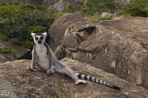 Ring-tailed Lemur (Lemur catta) sunning on rocks near Andringitra Mountains, vulnerable, south central Madagascar