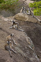 Ring-tailed Lemur (Lemur catta) group sunning on rocks near Andringitra Mountains, vulnerable, south central Madagascar