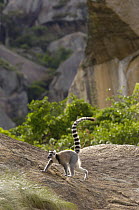 Ring-tailed Lemur (Lemur catta) walking across rocks near Andringitra Mountains, vulnerable, south central Madagascar