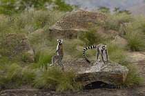 Ring-tailed Lemur (Lemur catta) pair resting on rocks in the Andringitra Mountains, vulnerable, south central Madagascar