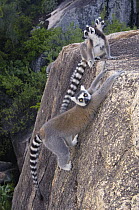 Ring-tailed Lemur (Lemur catta) trio lounging on rocks in the Andringitra Mountains, vulnerable, south central Madagascar