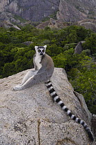 Ring-tailed Lemur (Lemur catta) resting on rocks in the Andringitra Mountains, vulnerable, south central Madagascar