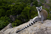 Ring-tailed Lemur (Lemur catta) resting on rocks in the Andringitra Mountains, vulnerable, south central Madagascar