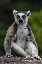Ring-tailed Lemur (Lemur catta) portrait in the Andringitra Mountains, vulnerable, south central Madagascar