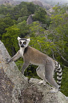 Ring-tailed Lemur (Lemur catta) portrait on rocks in the Andringitra Mountains, vulnerable, south central Madagascar