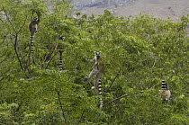 Ring-tailed Lemur (Lemur catta) group in trees near Andringitra Mountains, south central Madagascar