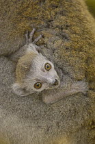 Crowned Lemur (Eulemur coronatus) baby clinging to mother's fur, vulnerable, Ankarana Special Reserve, northern Madagascar