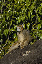 Crowned Lemur (Eulemur coronatus) male on 'tsingy', vulnerable, Ankarana Special Reserve, northern Madagascar