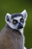 Ring-tailed Lemur (Lemur catta) portrait in the Andringitra Mountains, vulnerable, south central Madagascar