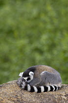 Ring-tailed Lemur (Lemur catta) sleeping on rocks in the Andringitra Mountains, vulnerable, south central Madagascar