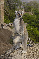 Ring-tailed Lemur (Lemur catta) male standing upright on rocks in the Andringitra Mountains, vulnerable, south central Madagascar