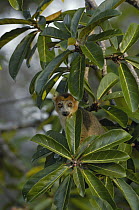Crowned Lemur (Eulemur coronatus) male in tree, vulnerable, Ankarana Special Reserve, northern Madagascar