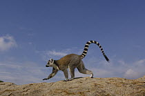Ring-tailed Lemur (Lemur catta) walking across rocks in the Andringitra Mountains, vulnerable, south central Madagascar