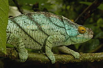 Parson's Chameleon (Calumma parsonii) ranges from eastern rainforests from Ranomafana National Park south to Andohahela, Madagascar