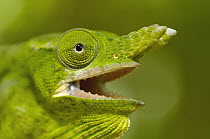 Petter's Chameleon (Furcifer petteri) portrait with open mouth, Montagne D'ambre National Park, Madagascar