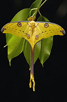 Madagascar Moon Moth (Argema mittrei) male on Jamun (Eugenia jambolana) leaves in the eastern highlands south of Antananarivo, Madagascar