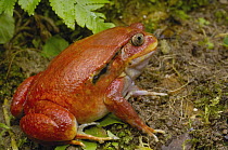 Tomato Frog (Dyscophus antongilii) female from north eastern rainforest, very rare in nature, Maroantsetra and Bay of Antongil or Masoala Peninsula, Madagascar