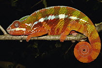 Panther Chameleon (Chamaeleo pardalis) sleeping position, eastern rainforest, Tamatave, Madagascar