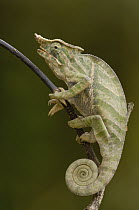 Baudrier's Chameleon (Furcifer balteatus) male, occurs in the eastern rainforest from Ranomafana National Park to Andohahela National Park, Madagascar