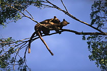 Fossa (Cryptoprocta ferox) pair mating in tree, endangered, Madagascar
