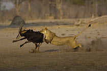 African Lion (Panthera leo) female bringing down Sable Antelope (Hippotragus niger), Africa