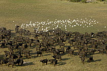 Cape Buffalo (Syncerus caffer) herd with Cattle Egret (Bubulcus ibis) flock in clearing, Africa