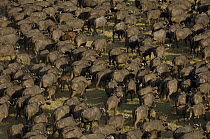 Cape Buffalo (Syncerus caffer) herd on the move, Africa