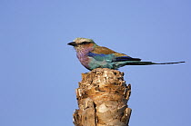 Lilac-breasted Roller (Coracias caudata) perched atop a stump, Africa