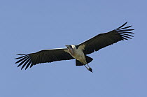 Marabou Stork (Leptoptilos crumeniferus) flying, Africa