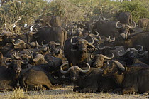 Cape Buffalo (Syncerus caffer) herd resting with a few Cattle Egret (Bubulcus ibis), Africa