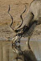 Greater Kudu (Tragelaphus strepsiceros) drinking at waterhole, Africa